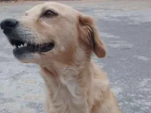 Cachorro raça Indefinida idade 3 anos nome Branca