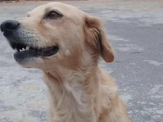 Cachorro ra a Indefinida idade 3 anos nome Branca