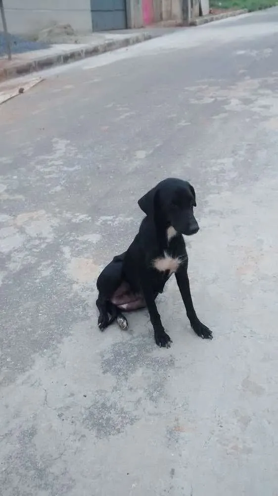 Cachorro ra a Indefinida idade 3 anos nome Pretinha