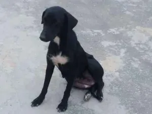 Cachorro raça Indefinida idade 3 anos nome Pretinha