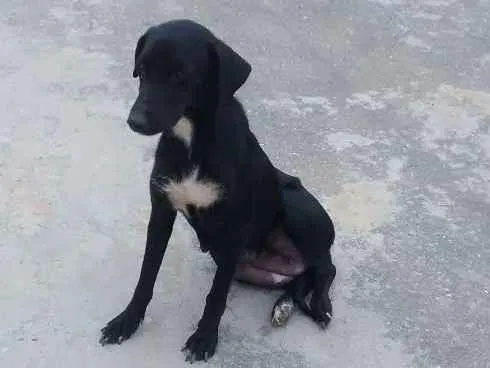 Cachorro ra a Indefinida idade 3 anos nome Pretinha