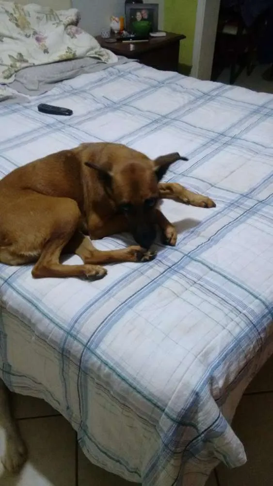 Cachorro ra a Viralata  idade 6 ou mais anos nome Kaka 