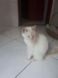 Vênus