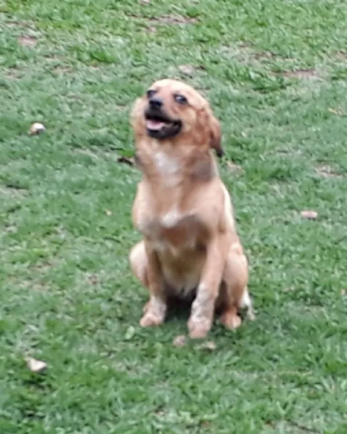 Cachorro ra a SRD idade 7 a 11 meses nome Dana