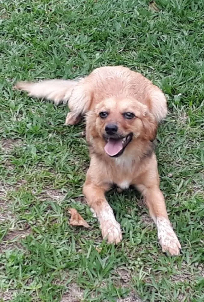 Cachorro ra a SRD idade 7 a 11 meses nome Dana