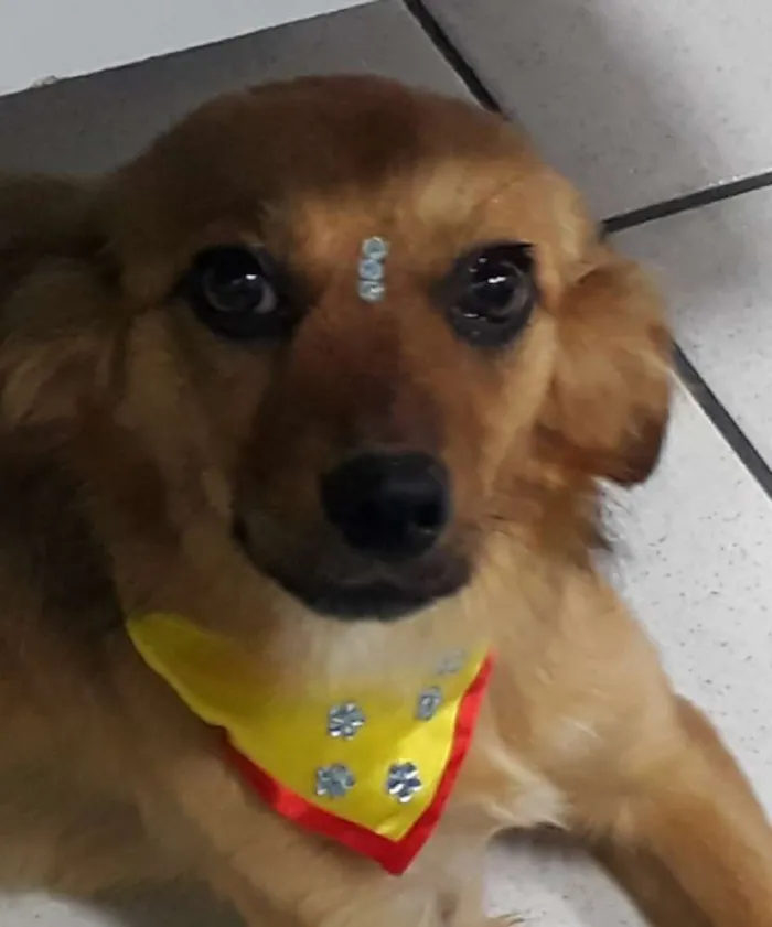 Cachorro ra a SRD idade 7 a 11 meses nome Dana