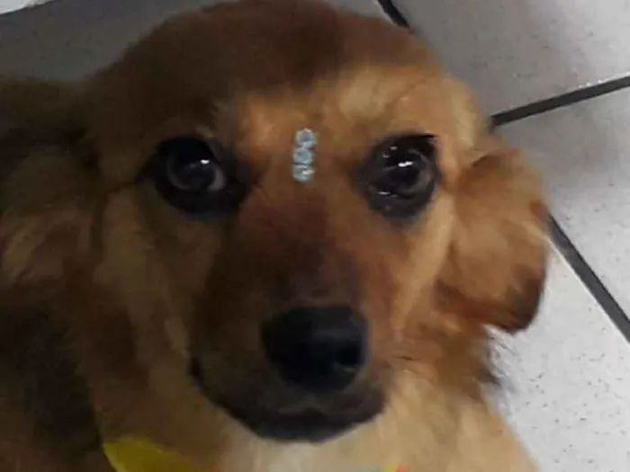 Cachorro ra a SRD idade 7 a 11 meses nome Dana