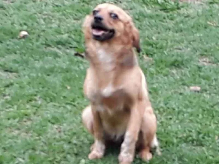 Cachorro ra a SRD idade 7 a 11 meses nome Dana
