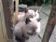 Gatinhos na Rua
