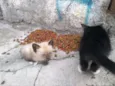 Gatinhos na Rua