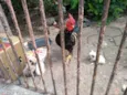 Gatinhos na Rua
