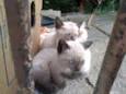 Gatinhos na Rua