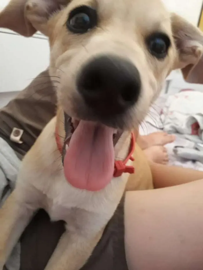 Cachorro ra a srd idade 2 a 6 meses nome Mel