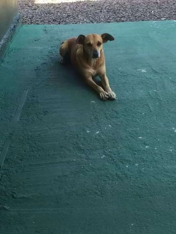 Cachorro ra a SRD idade 6 ou mais anos nome Bequilha