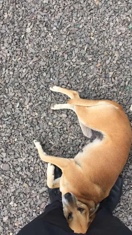 Cachorro ra a SRD idade 6 ou mais anos nome Bequilha