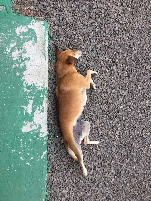 Cachorro ra a SRD idade 6 ou mais anos nome Bequilha