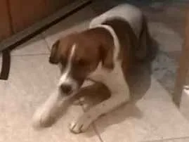 Cachorro raça Fox Paulistinha idade 7 a 11 meses nome Dunga