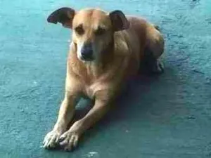 Cachorro raça SRD idade 6 ou mais anos nome Bequilha