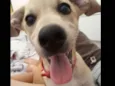 Mel