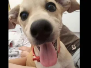 Cachorro raça srd idade 2 a 6 meses nome Mel