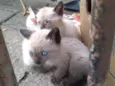 Gatinhos na Rua