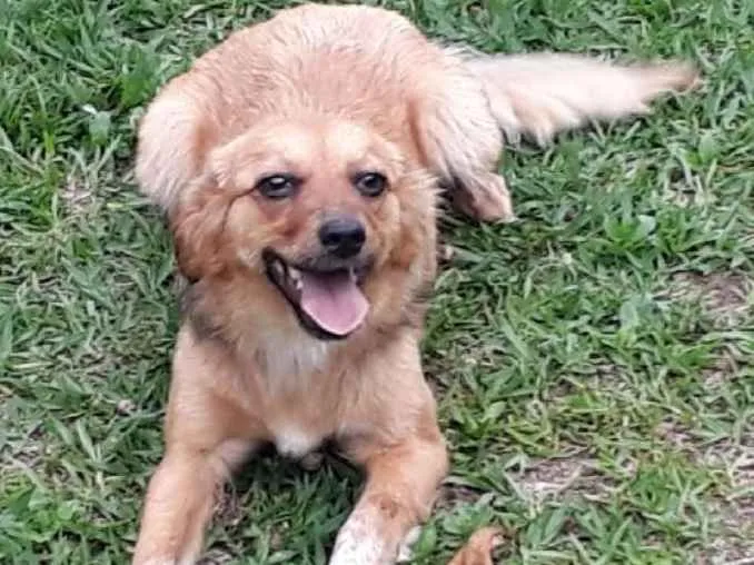 Cachorro ra a SRD idade 7 a 11 meses nome Dana