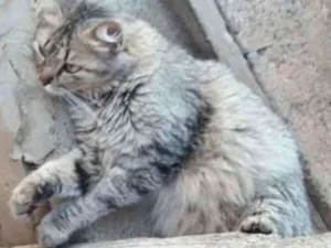 Gato raça Estilo Seberiano  idade 3 anos nome Rabuda