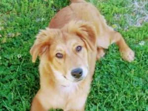 Cachorro raça Srd idade 2 a 6 meses nome Vc escolhe