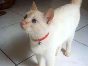 Gato raça Nao sei idade 7 a 11 meses nome Vênus 