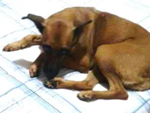 Cachorro raça Viralata  idade 6 ou mais anos nome Kaka 
