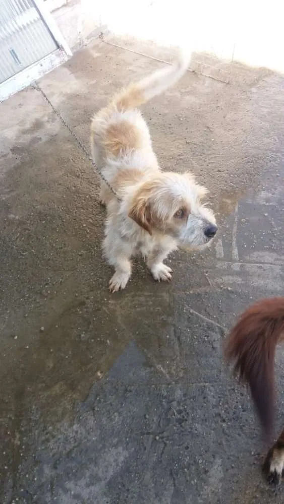 Cachorro ra a RND idade 1 ano nome Maguila