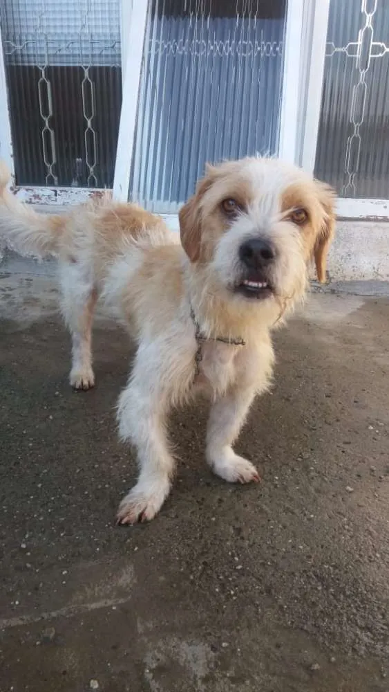 Cachorro ra a RND idade 1 ano nome Maguila