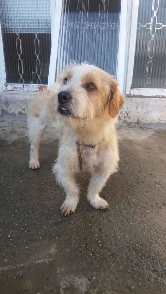 Cachorro ra a RND idade 1 ano nome Maguila