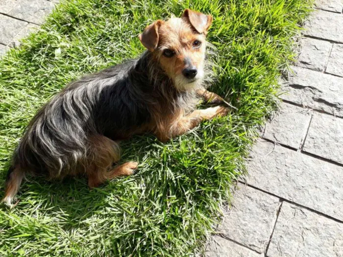 Cachorro ra a Yorkshire idade 6 ou mais anos nome Nick