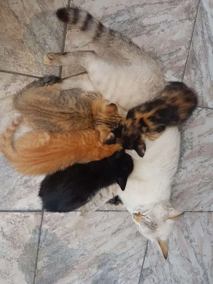 Gato raça Sem raça definida idade 2 a 6 meses nome Filhotes para adoção