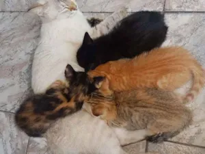 Gato raça Sem raça definida idade 2 a 6 meses nome Filhotes para adoção