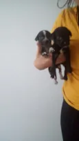 5 irmãzinhas