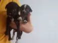 5 irmãzinhas