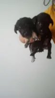 5 irmãzinhas