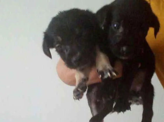 Cachorro raça vira lata idade Abaixo de 2 meses nome 5 irmãzinhas