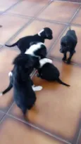 5 irmãzinhas