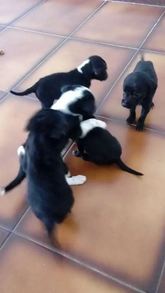 Cachorro raça vira lata idade Abaixo de 2 meses nome 5 irmãzinhas