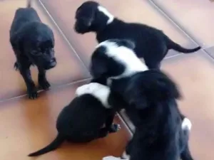 Cachorro raça vira lata idade Abaixo de 2 meses nome 5 irmãzinhas