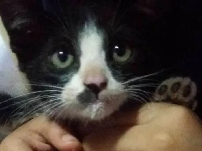 Gato ra a não sei idade 2 a 6 meses nome não sei