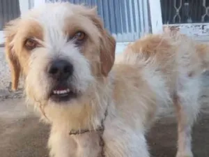Cachorro raça RND idade 1 ano nome Maguila