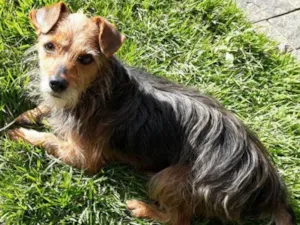 Cachorro raça Yorkshire idade 6 ou mais anos nome Nick