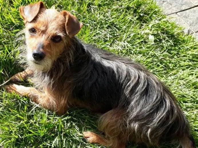 Cachorro ra a Yorkshire idade 6 ou mais anos nome Nick