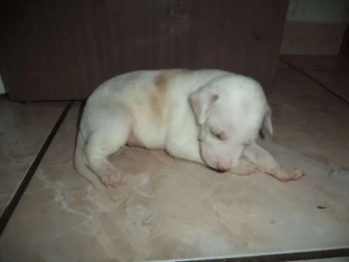 Cachorro ra a  idade Abaixo de 2 meses nome sem nome