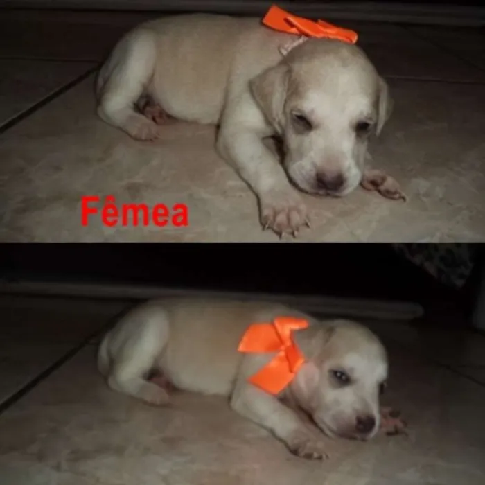 Cachorro ra a srd idade Abaixo de 2 meses nome sem nome