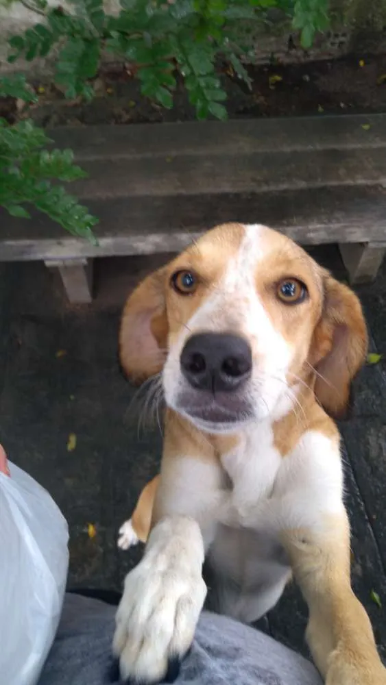 Cachorro raça Indefinida idade 3 anos nome Gema